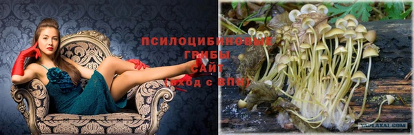 ПСИЛОЦИБИНОВЫЕ ГРИБЫ Няндома